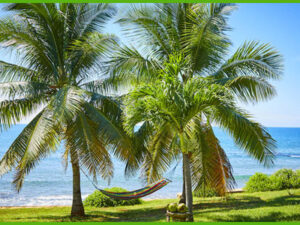 island-dream-tour-treasure-beach-1