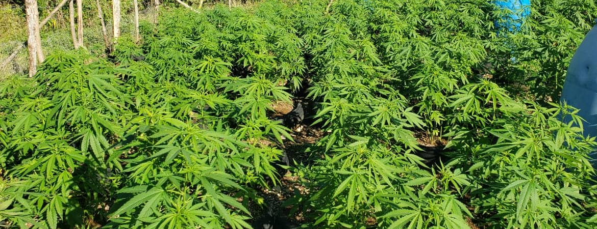 420 weed farm tour