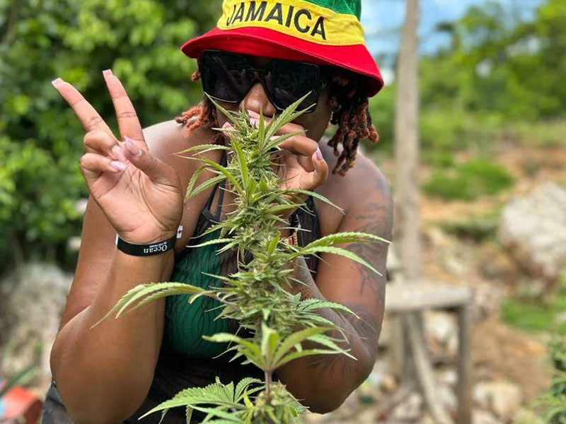 affordable-tours-jamaica-attractions-weed-farm-tour-1.jpg